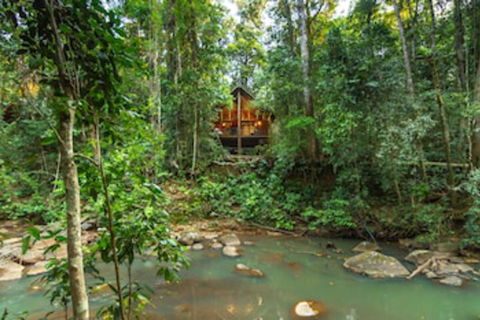 The Canopy Rainforest Treehouses And Wildlife Sanctuary - Accommodation Sunshine Coast 0
