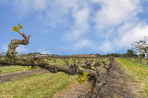 Barossa Vineyard Guesthouse - Accommodation Sunshine Coast 5