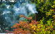 Cedarwood Cottage - thumb 3