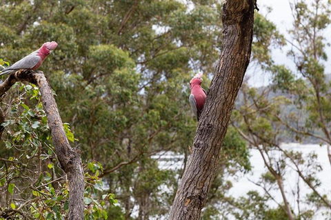 The Coombe On Wilson Inlet - Accommodation Sunshine Coast 6