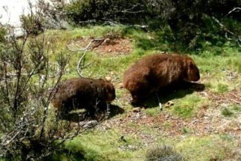 Wombat Cabin - Accommodation Sunshine Coast 7