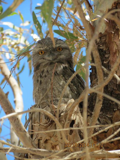 Kalbarri Tudor Holiday Park - Accommodation Sunshine Coast 3