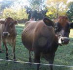 Drumreagh Bed  Breakfast Cabins - Accommodation Sunshine Coast