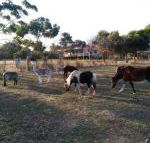 Heartland Hideaway - Accommodation Sunshine Coast