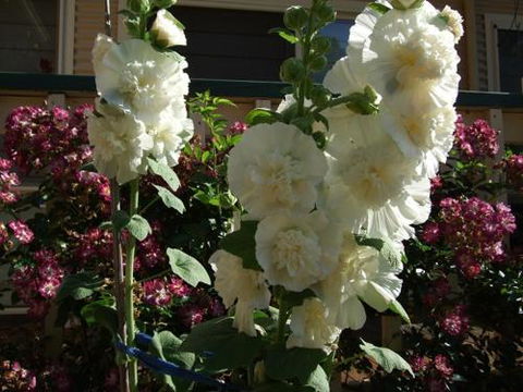 Nannup Riverview Cottage - Accommodation Sunshine Coast 2