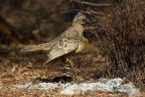 Broome Bird Observatory - Accommodation Sunshine Coast 7
