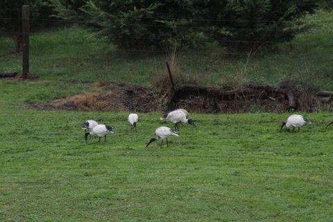 Nyora Lodge B & B - Accommodation Sunshine Coast 2