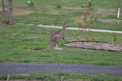 Nyora Lodge B & B - Accommodation Sunshine Coast 7