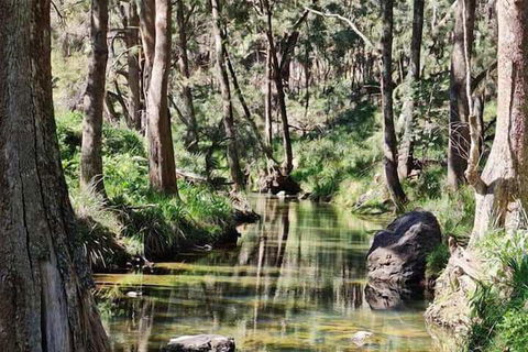 Shady Creek Eco Cabin - Accommodation Sunshine Coast 3