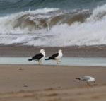Baillieu Breeze - Accommodation Sunshine Coast