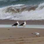Baillieu Breeze - Accommodation Sunshine Coast 0