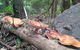 Ruah Rain Forest Retreat - thumb 3
