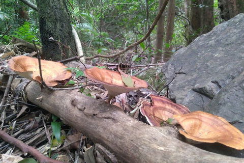 Ruah Rain Forest Retreat - Accommodation Sunshine Coast 3