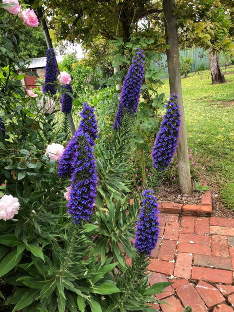 Barossa Barn Bed & Breakfast - Accommodation Sunshine Coast 2