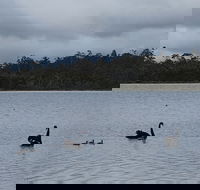 Lake Yalleena Nature Retreat - Accommodation Sunshine Coast