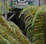 The Wombat Cottage - Accommodation Sunshine Coast