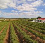 Barossa Valley Lyndoch - Accommodation Sunshine Coast