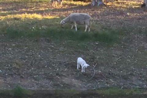 Tree Of Love Farm Stay - Accommodation Sunshine Coast 5