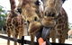 Roar And Snore At Taronga Zoo Sydney - thumb 5