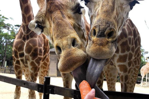 Roar And Snore At Taronga Zoo Sydney - Accommodation Sunshine Coast 5