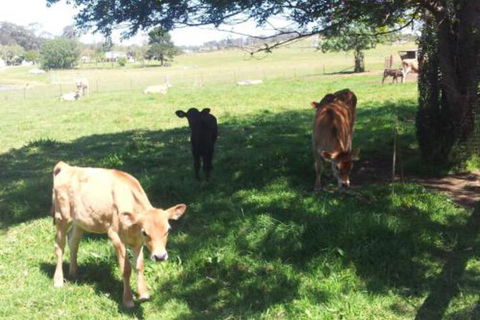 Appin Homestay B & B - Accommodation Sunshine Coast 2