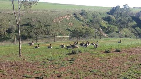 The Cottage At Riverside Farm - Accommodation Sunshine Coast 6