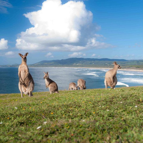 FAMILY ISLAND GETAWAY BEACHFRONT APARTMENT - Accommodation Sunshine Coast 4