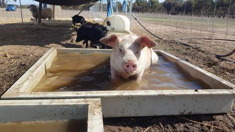 A Better Life Animal Sanctuary FarmStay Private Two Bedrooms Lounge Room & Bathroom & Toilet Shared Kitchen - Accommodation Sunshine Coast 2