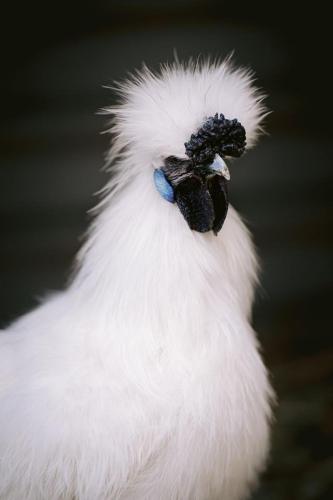 A Better Life Animal Sanctuary FarmStay Private Two Bedrooms Lounge Room & Bathroom & Toilet Shared Kitchen - Accommodation Sunshine Coast 6