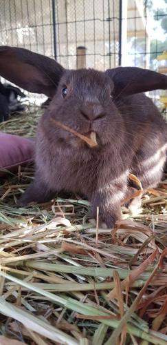 A Better Life Animal Sanctuary FarmStay Private Two Bedrooms Lounge Room & Bathroom & Toilet Shared Kitchen - Accommodation Sunshine Coast 5