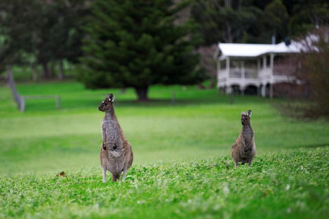 Barn Hives Yallingup - Accommodation Sunshine Coast 4