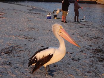 Selene Holiday Apartment AtWest Beach - Accommodation Sunshine Coast 6