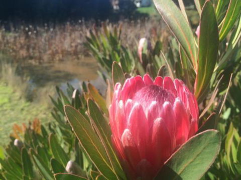 Creswick Cabin Retreat - Accommodation Sunshine Coast 0