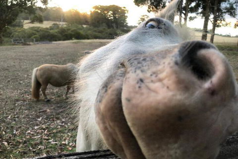 Billa Billa Farm Cottages - Accommodation Sunshine Coast 4