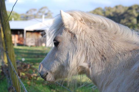 Billa Billa Farm Cottages - Accommodation Sunshine Coast 3