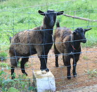 Alstonville Country Cottages - Accommodation Sunshine Coast