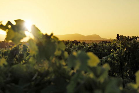 Adina Vineyard - Accommodation Sunshine Coast 1