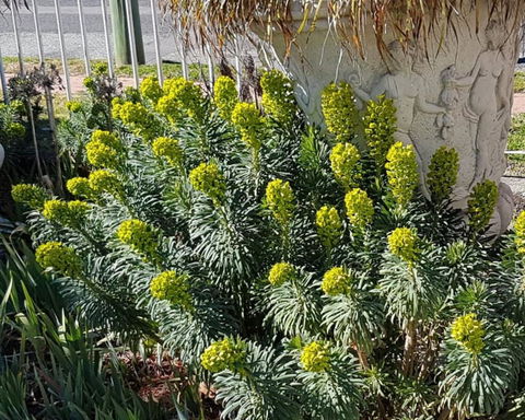 Golden Age Motor Inn Queanbeyan - Accommodation Sunshine Coast 2