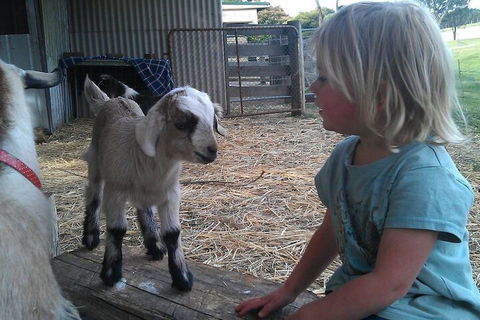 Fernleigh Farmstay & Bike Park - Accommodation Sunshine Coast 5