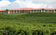 Turners Vineyard Motel And Function Centre - thumb 0