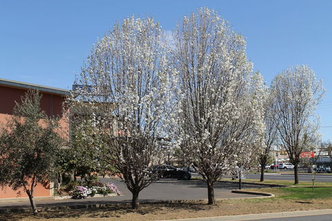 Forbes Victoria Inn - Accommodation Sunshine Coast 1