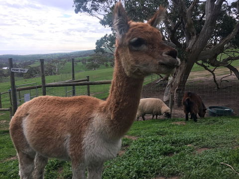 Morella Farm Stay - Accommodation Sunshine Coast 0