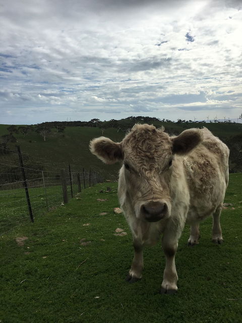 Morella Farm Stay - Accommodation Sunshine Coast 1