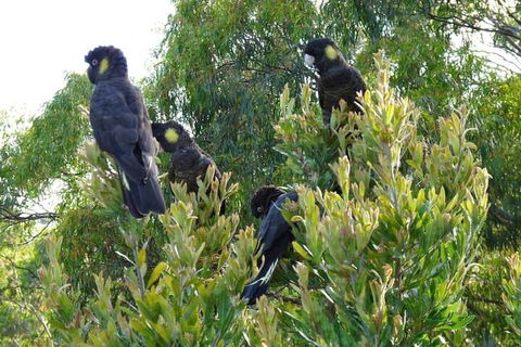 Eagles Rise Tasmania - Accommodation Sunshine Coast 5