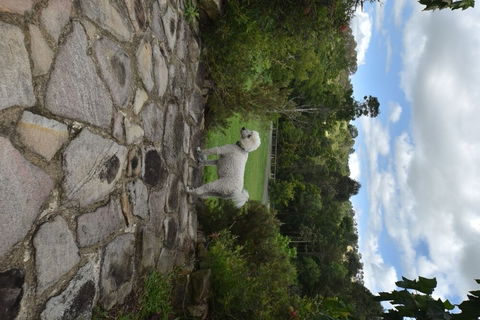 Coverdales B & B At Eumundi - Accommodation Sunshine Coast 0