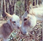 Donkey Tales Farm Cottages - Accommodation Sunshine Coast