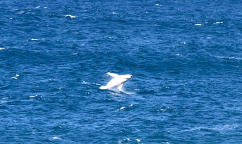 Sea Whispers - Accommodation Sunshine Coast 3