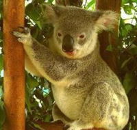 Noosa Backpackers Resort Hostel - Accommodation Sunshine Coast