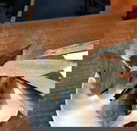 Kao Gaeng Thai - Accommodation Sunshine Coast