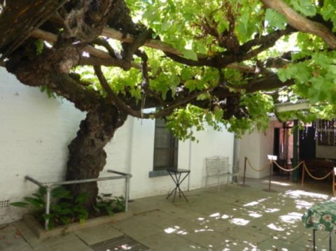 The Vine - Accommodation Sunshine Coast 0
